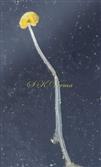  Stamen
